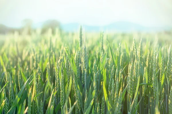 Trigo verde - trigo inmaduro — Foto de Stock