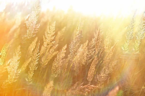 Beautiful High Grass Grass Seeds Lit Sun Rays Sunbeams — Stock Photo, Image