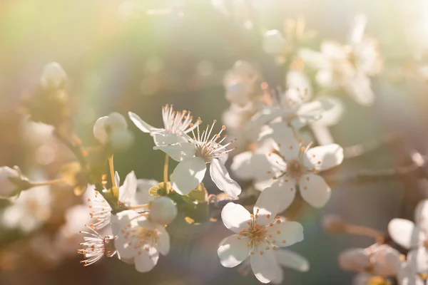 Krásné kvetoucí (kvetoucí) ovocný strom — Stock fotografie