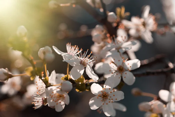 Morning Sun Rays Blossomed Branch Tree Beautiful Nature — Stock Photo, Image