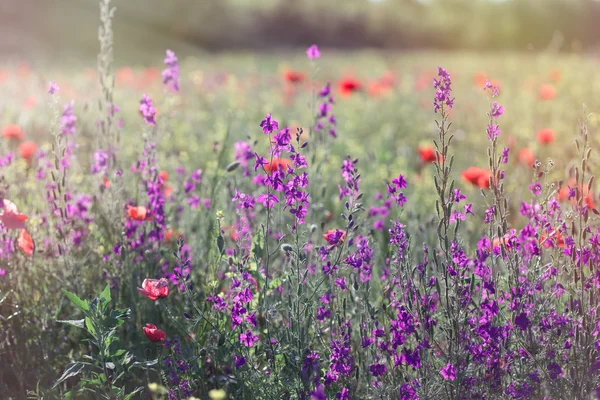 Fiori Viola Nel Prato Primaverile Fiori Selvatici Nel Prato Illuminati — Foto Stock