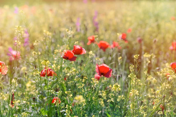 Fiore di papavero rosso in un campo di colza — Foto Stock