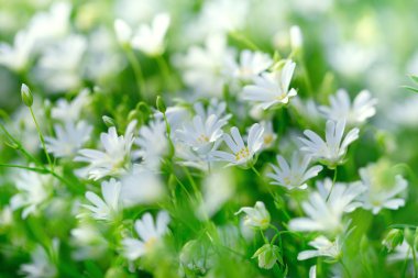 Beyaz çiçekler, çiçekli çayır - güzel doğa bahar bahar