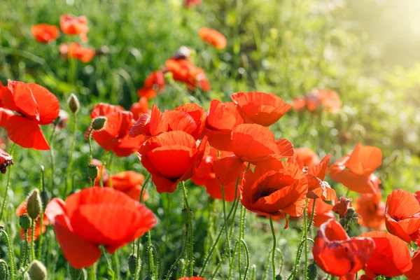 Red poppy flower in meadow — Stock Photo, Image