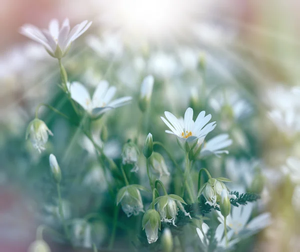 Flores de primavera en el prado iluminadas por rayos de sol - rayos de sol — Foto de Stock