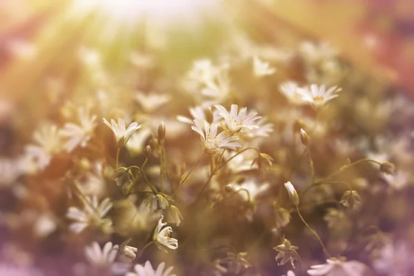 Fehér mezei virágok, megvilágított a nap sugarai — Stock Fotó
