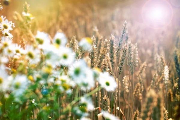 Campo Grano Bagliore Solare Nel Campo Grano Foco Fuoco Camomilla — Foto Stock