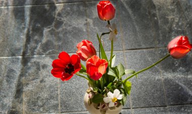 kırmızı lale ve Nergis