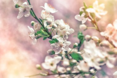 Ağacın çiçek şube