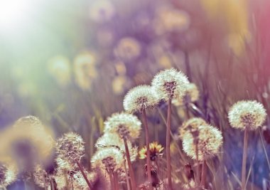 Karahindiba tohum bahar