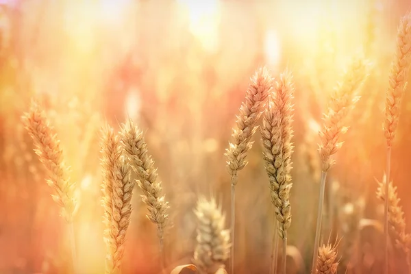 Wheat field - sunset in wheat field — Stock Photo, Image
