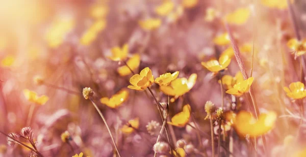 Fleurs jaunes dans la prairie - Buttercup fleur — Photo