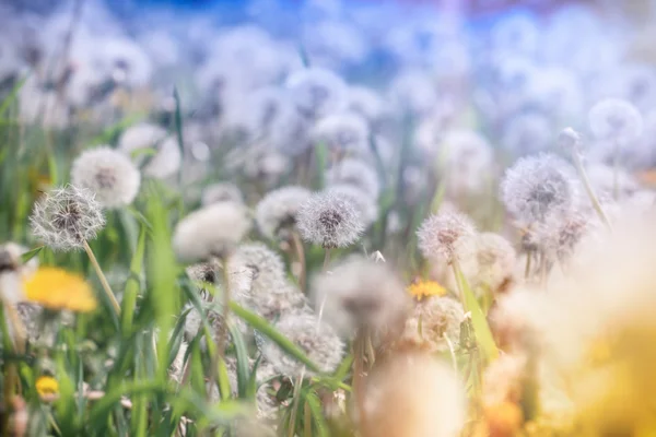 Selective focus dandelion seeds in meadow — Stock Photo, Image