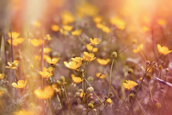 Primavera no prado - belas flores amarelas — Fotografia de Stock