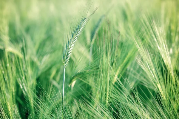 Trigo não maduro (campo de trigo ) — Fotografia de Stock