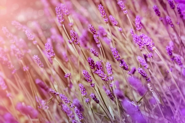 Vackra lavendel knoppar - lavendel blomma — Stockfoto