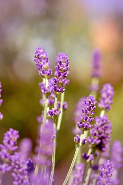 Las flores de lavanda en el jardín - los brotes de lavanda — Foto de Stock