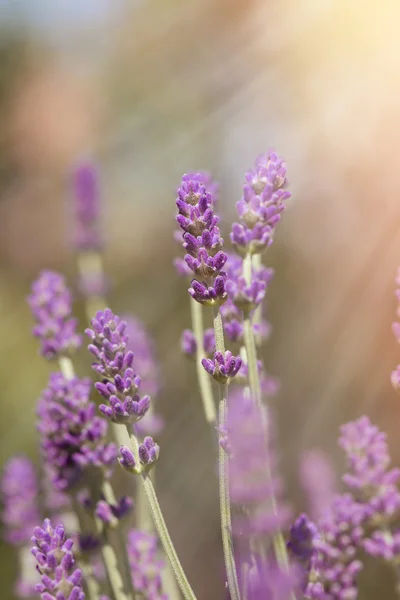 Brotes de lavanda iluminados por rayos solares —  Fotos de Stock