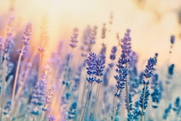 Lavanta çiçeklerine odaklanın — Stok fotoğraf