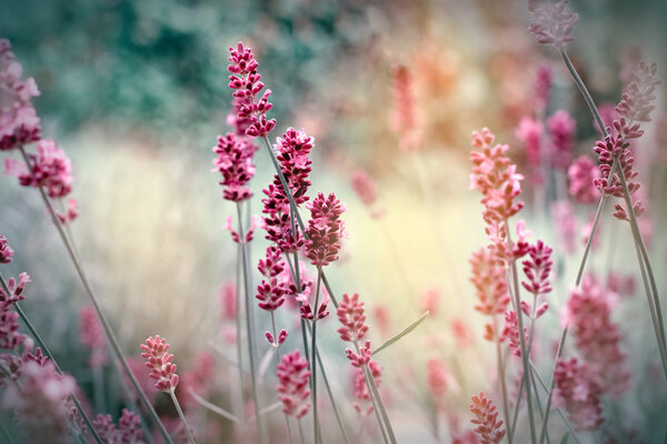 Soft focus on lavender flowers