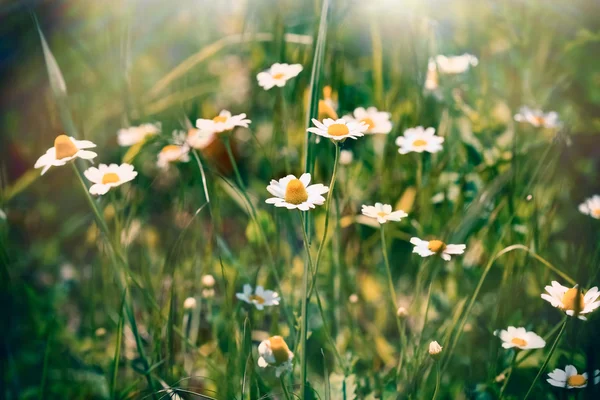 Wild chamomile (daisy flower) — Stock Photo, Image