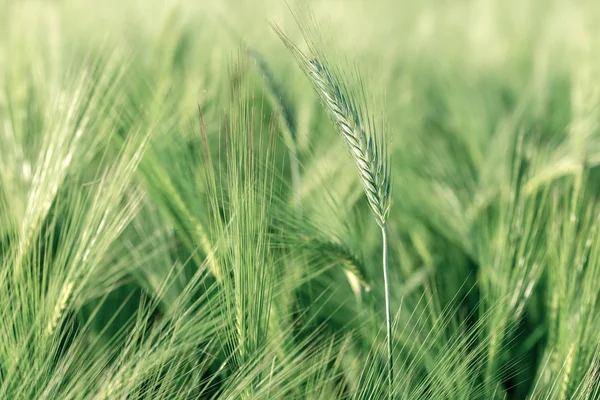 Landbouwgewassen - onrijpe groene veld — Stockfoto