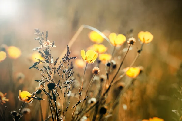 Жовті лугові квіти навесні — стокове фото