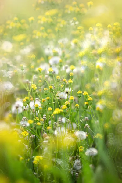 Gelbe Wiesenblumen und Löwenzahnsamen — Stockfoto