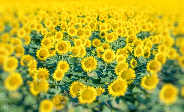 Beautiful sunflower field — Stock Photo, Image