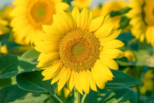 Eautiful sunflower close-up — Stock Photo, Image