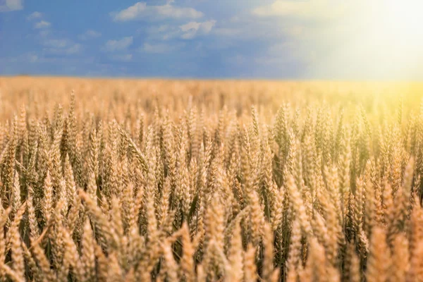 Puesta de sol en el campo de trigo — Foto de Stock