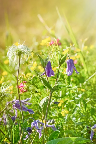 Фіолетові квіти на лузі, освітлені сонячним світлом — стокове фото