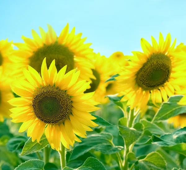 Beautiful sunflower and blue sky — Stock Photo, Image