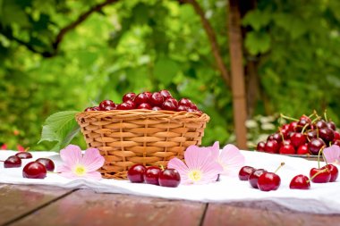 Taze organik kiraz ve vişne