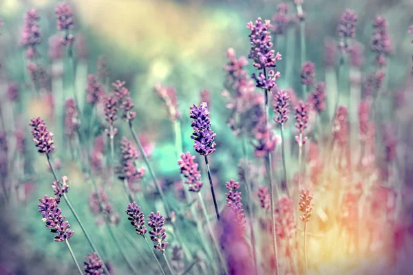 Flor de lavanda no jardim de flores — Fotografia de Stock