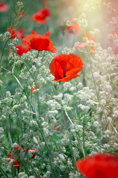 Fiore di papavero rosso nel prato — Foto Stock