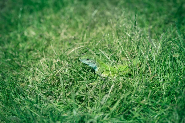 Șopârlă verde care se ascunde în iarbă — Fotografie, imagine de stoc