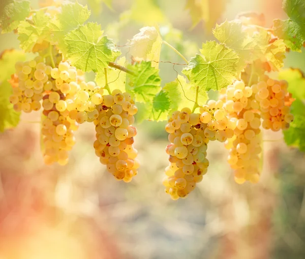 Rik skörd av druvor - Riesling — Stockfoto