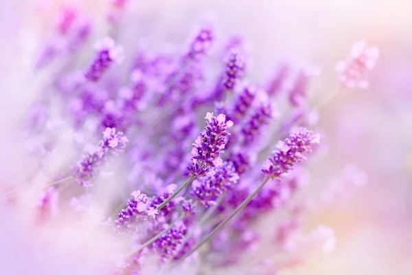 Mjukt fokus på lavendel på användning av färgfilter — Stockfoto