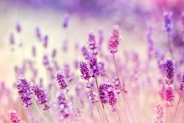 Enfoque suave en lavanda debido al uso de filtros de color — Foto de Stock