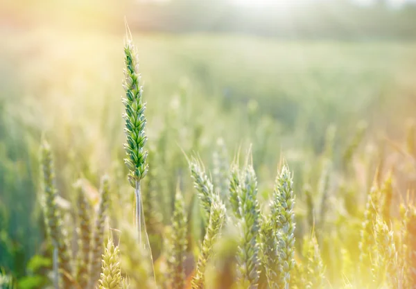 Groene tarwe, onrijpe tarwe verlicht door zonlicht - tarweveld — Stockfoto