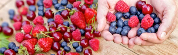 Hands full of healthy organic fruits - wild berries — Stock Photo, Image