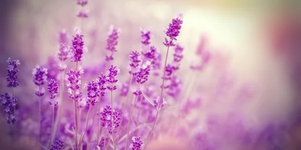 Soft focus on lavender due to the use of color filters — Stock Photo, Image