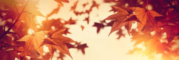 Árbol de copa - ramas bañadas por el sol de otoño al final de la tarde — Foto de Stock