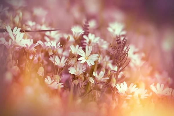 Цветущие белые цветы на лугу — стоковое фото