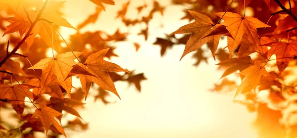 Hojas de otoño iluminadas por la luz solar - rayos solares — Foto de Stock