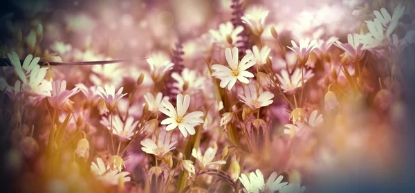 Flores brancas florescentes em prado - belo prado — Fotografia de Stock