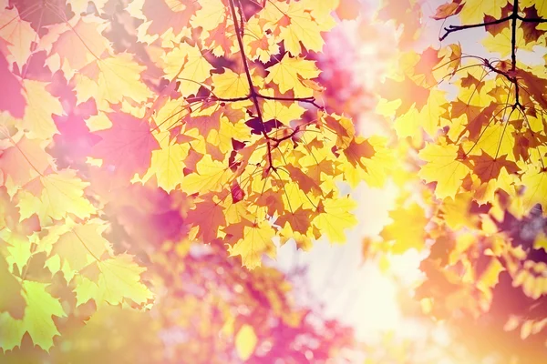 Όμορφα φθινοπωρινά φύλλα φωτίζονται από τις ακτίνες του ήλιου - φωτός του ήλιου — Φωτογραφία Αρχείου
