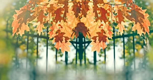 Kaunis syksyn lehdet puistossa — kuvapankkivalokuva