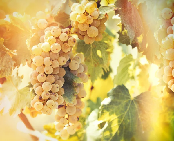 Wina gronowego - złoty winogron Riesling — Zdjęcie stockowe